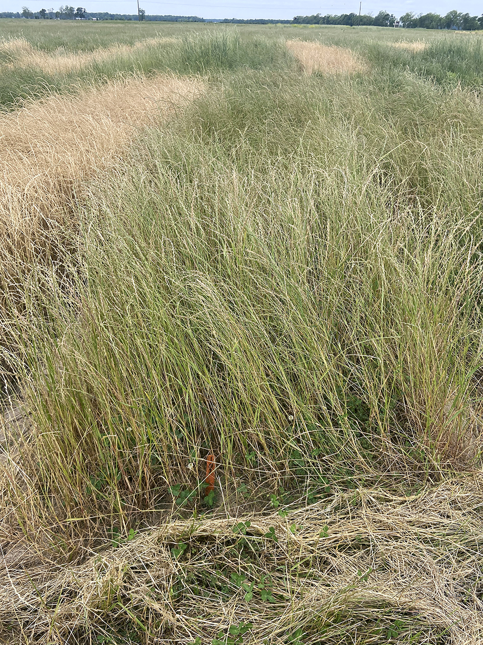 Ryegrass: 'Most troublesome winter weed species to all crops' says AgCenter researcher